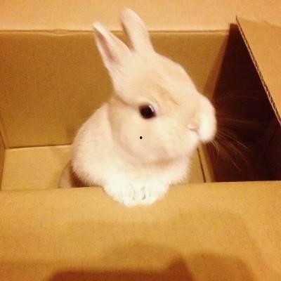 快手小兔子爆料视频大全,趣味瞬间，欢乐集结